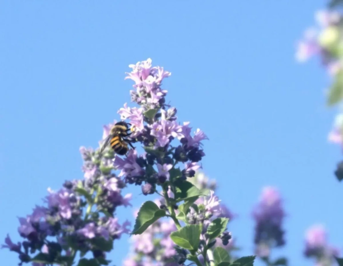 La protection juridique des pollinisateurs : un impératif pour la sauvegarde de la biodiversité